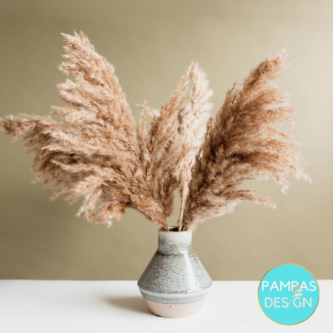 Pampas Design Create a Fluffy Arrangement with Pampas Grass Pampas Design 🌿