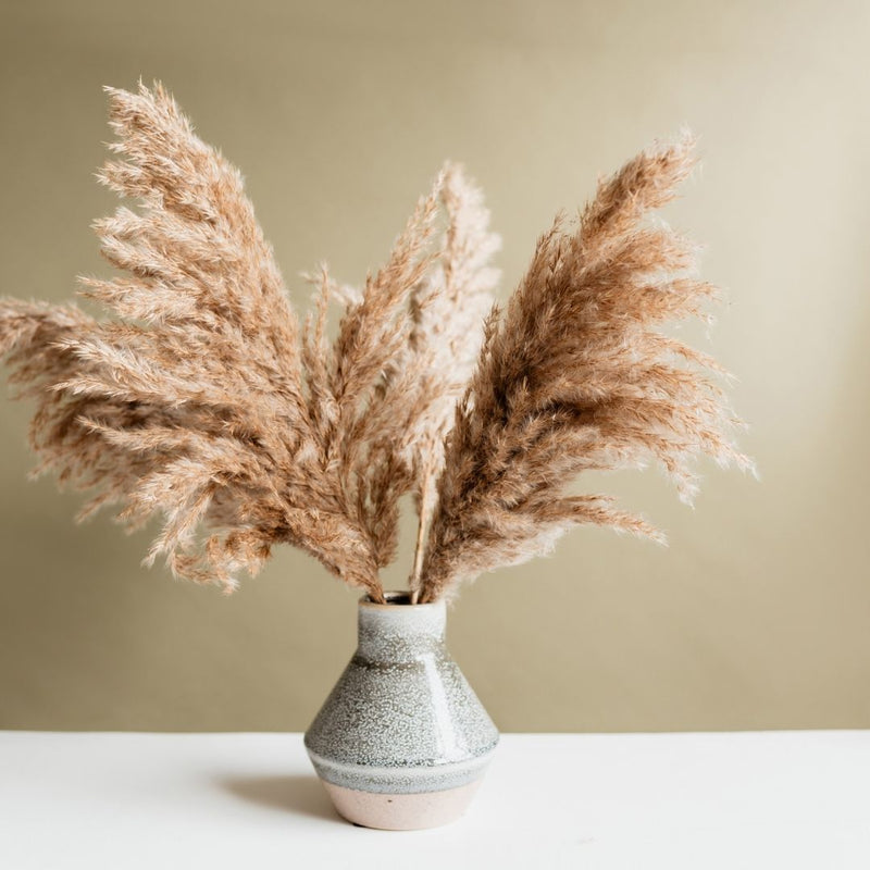 Pampas Design How To Fluff Pampas Grass Pampas Grass Pampas Design 🌿