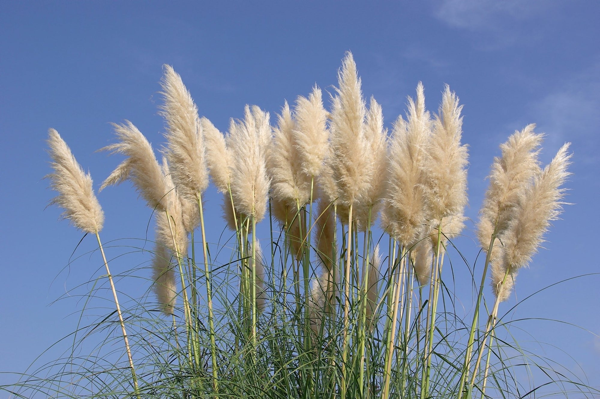 Pampas Grass Guide: How to Plant &amp; Care for “Cortaderia Selloana” Pampas Grass | Pampas Design