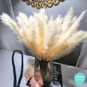 Orange Pampas Grass