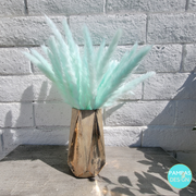 Orange Pampas Grass