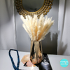 Brown Pampas Grass