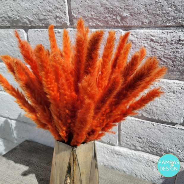 Orange Pampas Grass