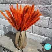 Orange Pampas Grass