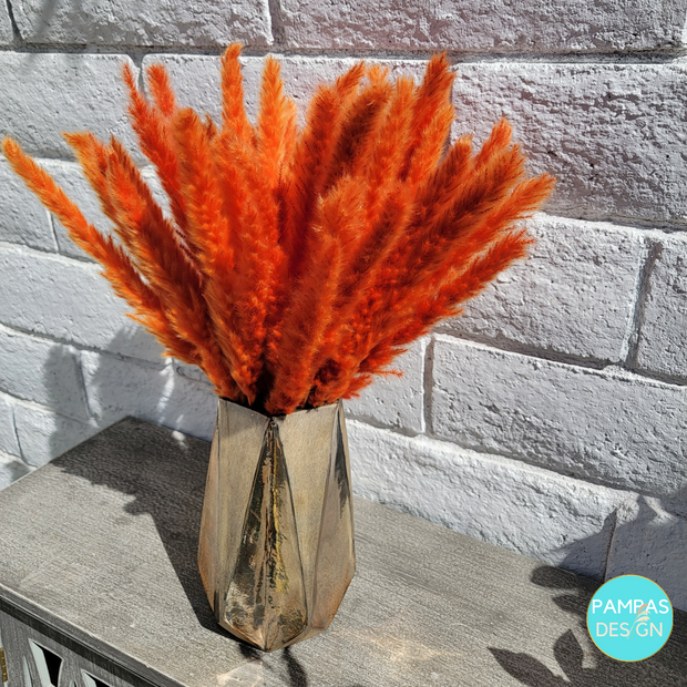Orange Pampas Grass