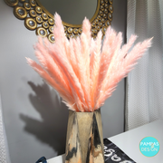 Orange Pampas Grass