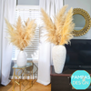 Extra Large Fluffy Pampas Grass